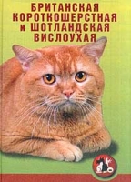 Кошки Британская короткошерстная и шотландская вислоухая артикул 8290d.